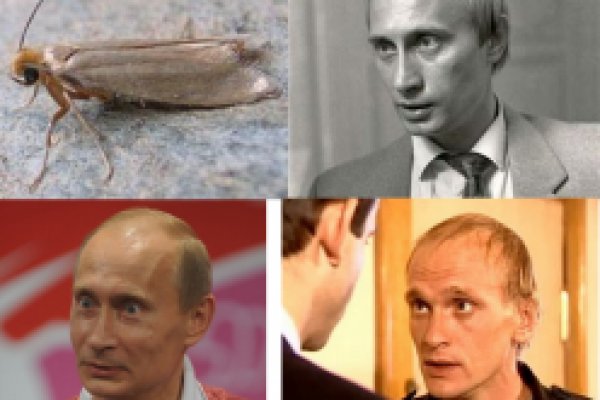 Кракен сайт ссылка онлайн