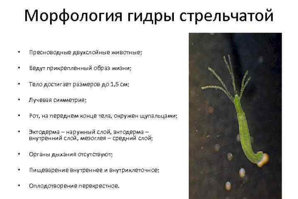 Даркнет заказ